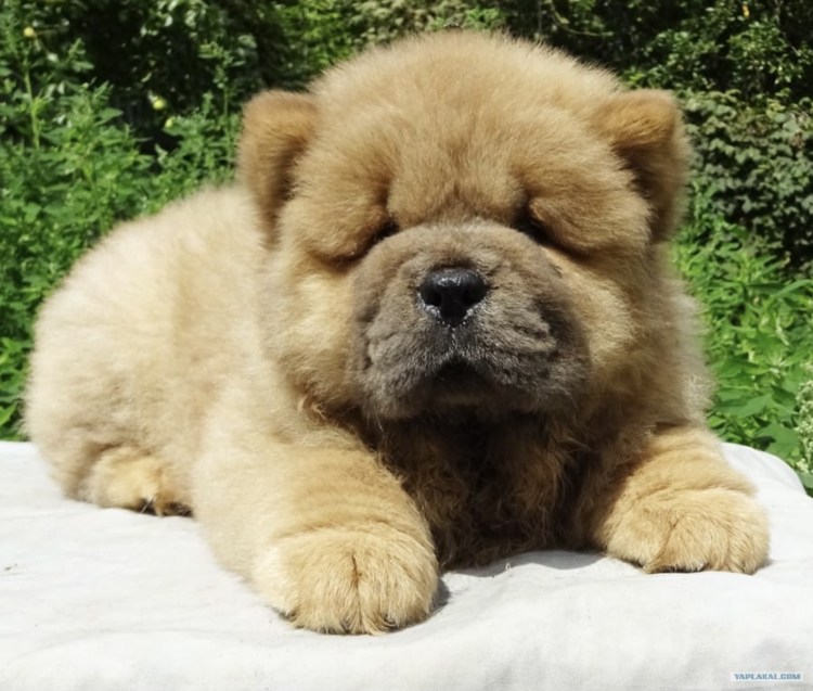 Чау чау 1835-1930