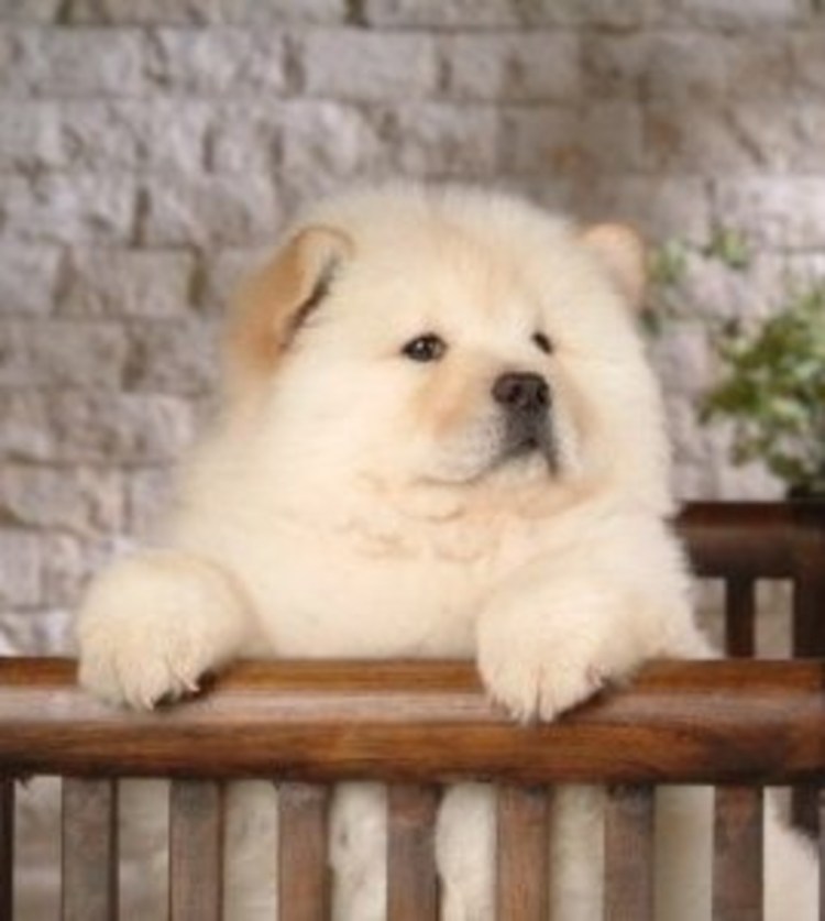 Тан чау чау