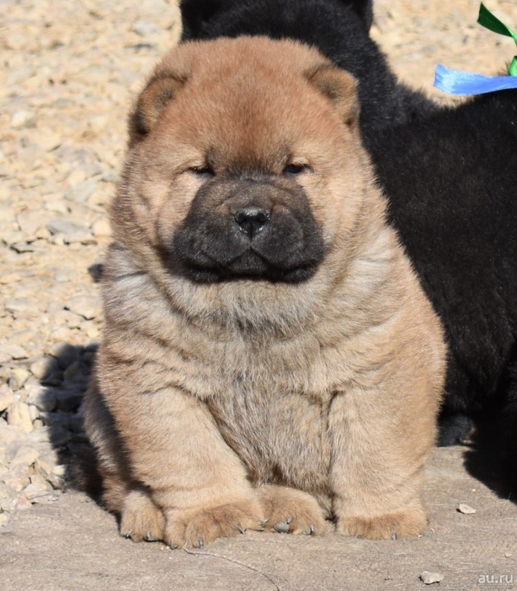 Чау чау смуф черный