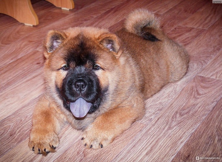 Чау-чау короткошерстный