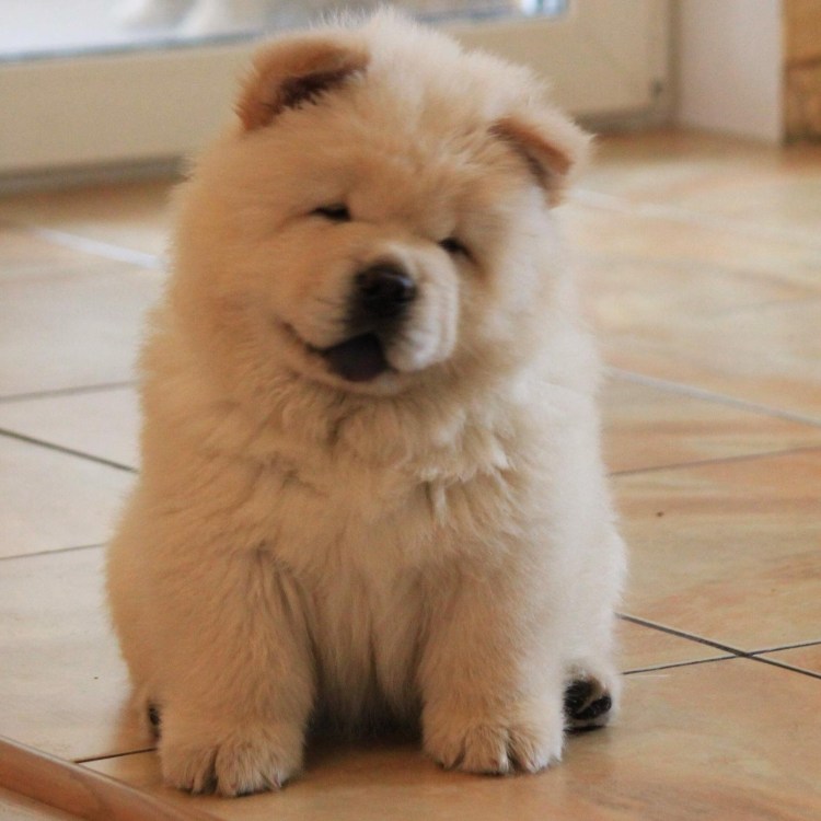 Чау чау смуфы