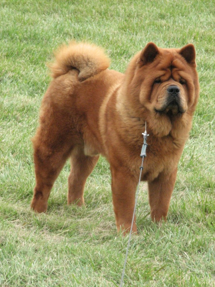 Чау чау смуфы