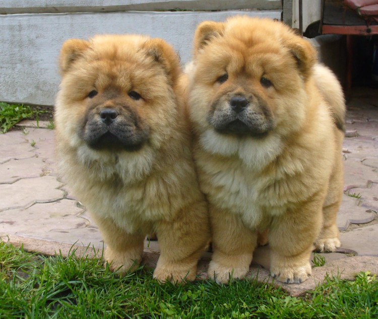 Коротко шерстяные чау чау