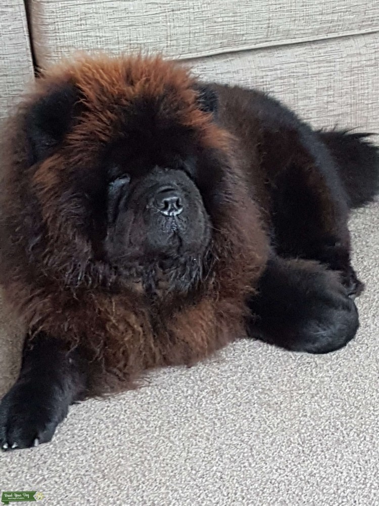 Чау чау черно белый