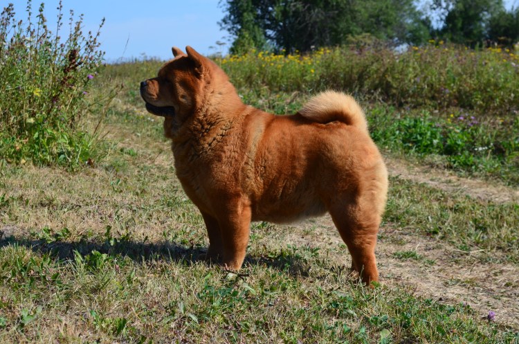 Чау чау смуф