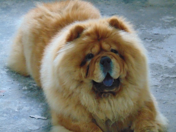 Груминг чау чау