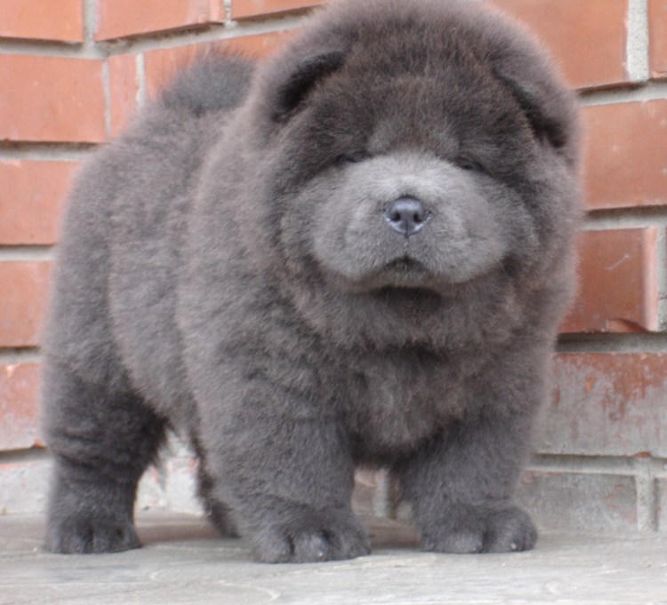 Чау-чау гладкошерстный