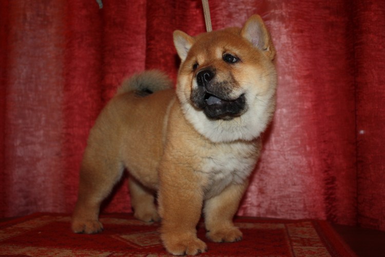 Чау чау рост