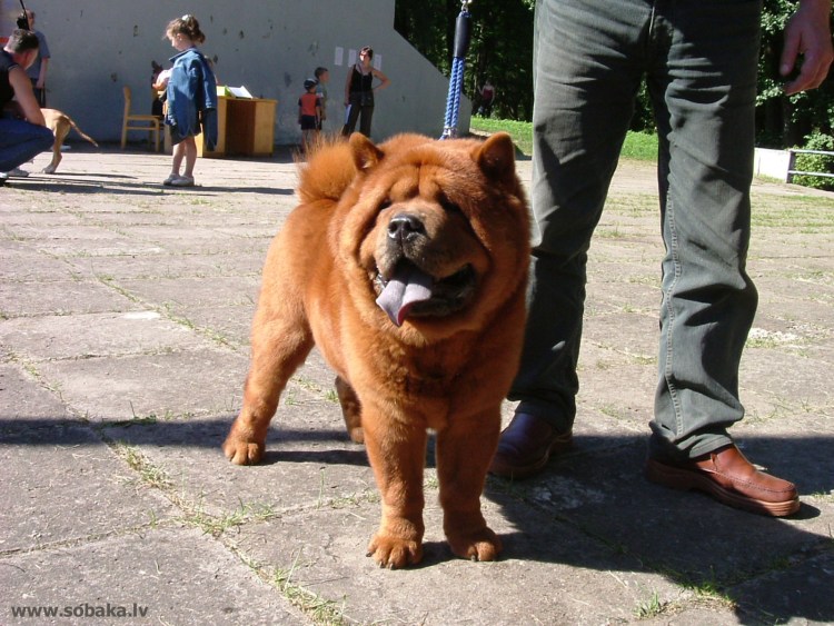 Чау чау пятнистый