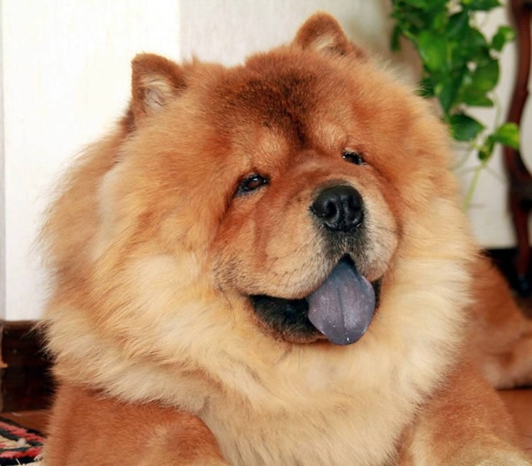 Чау-чау и тибетский мастиф