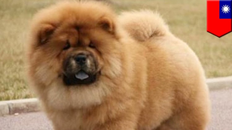 Чау чау язык