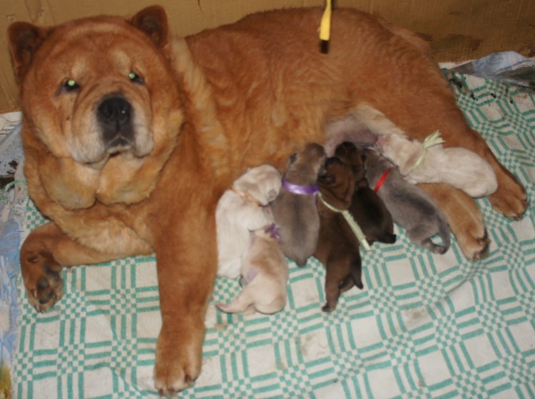 Щенки чау чау Габриэль