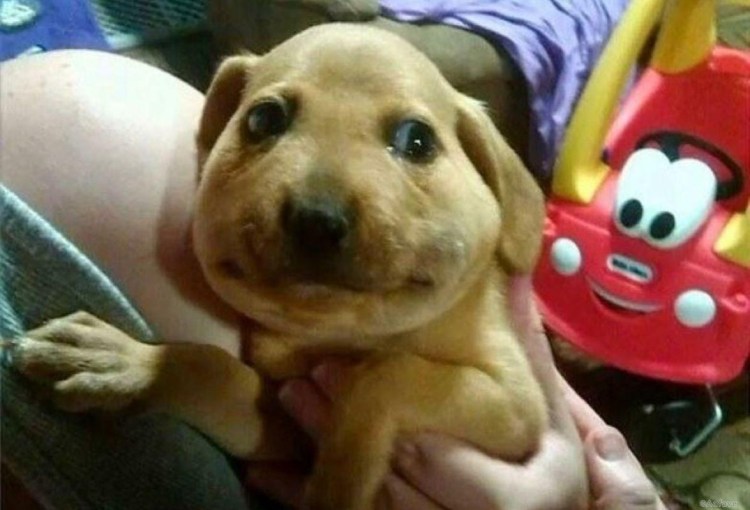 Собаку покусали пчелы