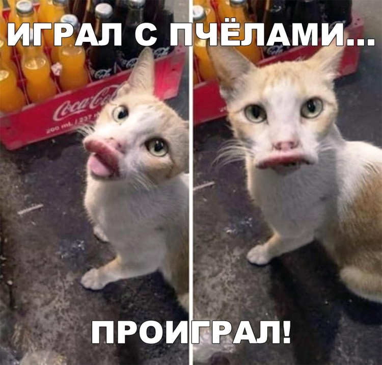 Собака которую ужалила пчела