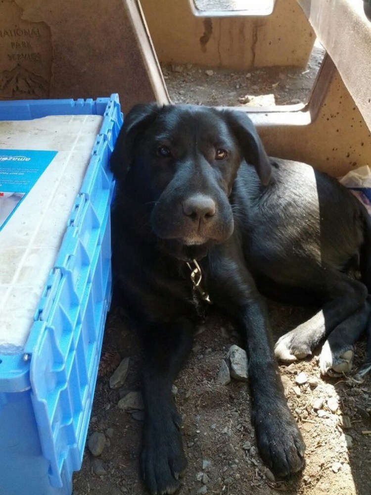 Собаку укусила пчела