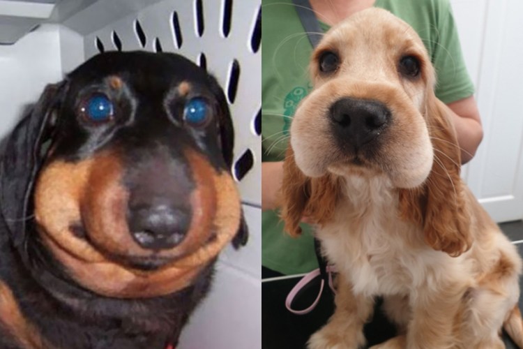 Собака ужаленная пчелой Мем