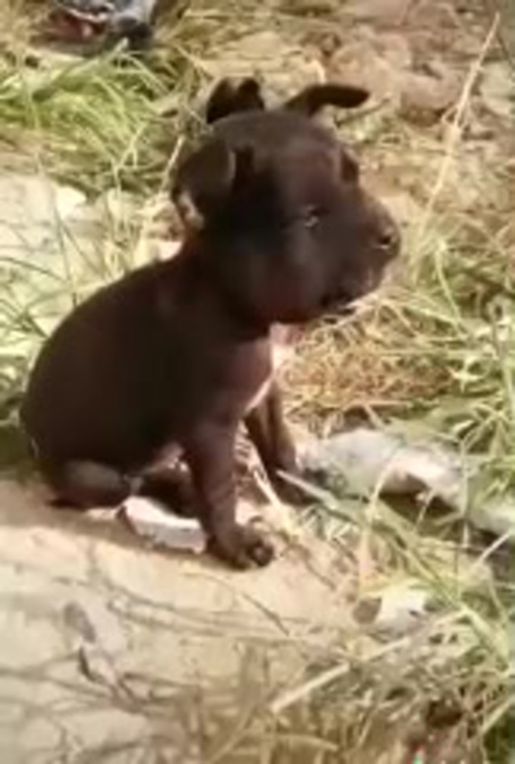 Играл с пчелами и проиграл