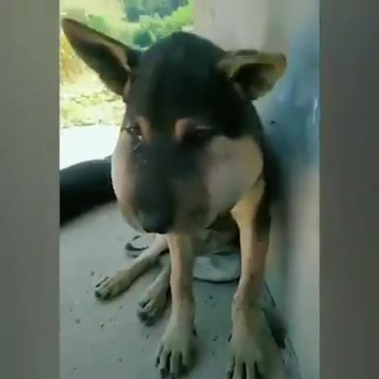 Собаку покусали пчелы