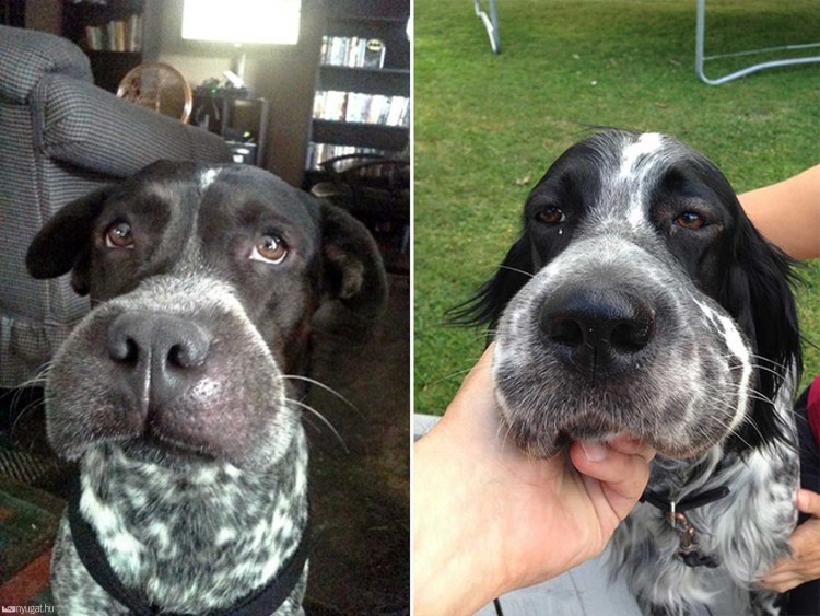 Собаку укусила пчела