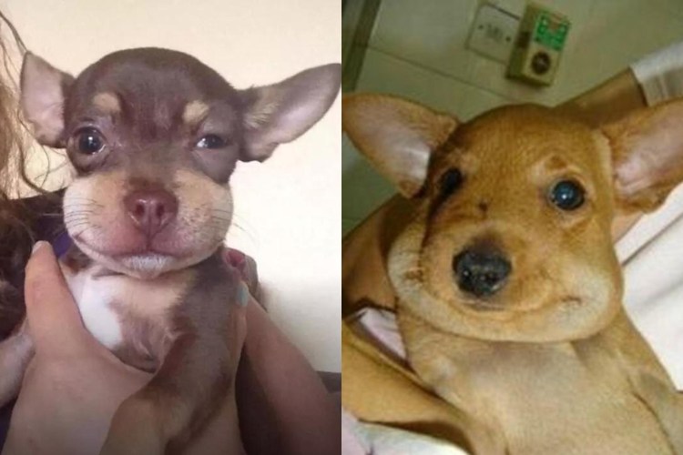 Лабрадора покусали пчелы