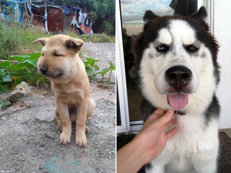 Хаски укусила пчела