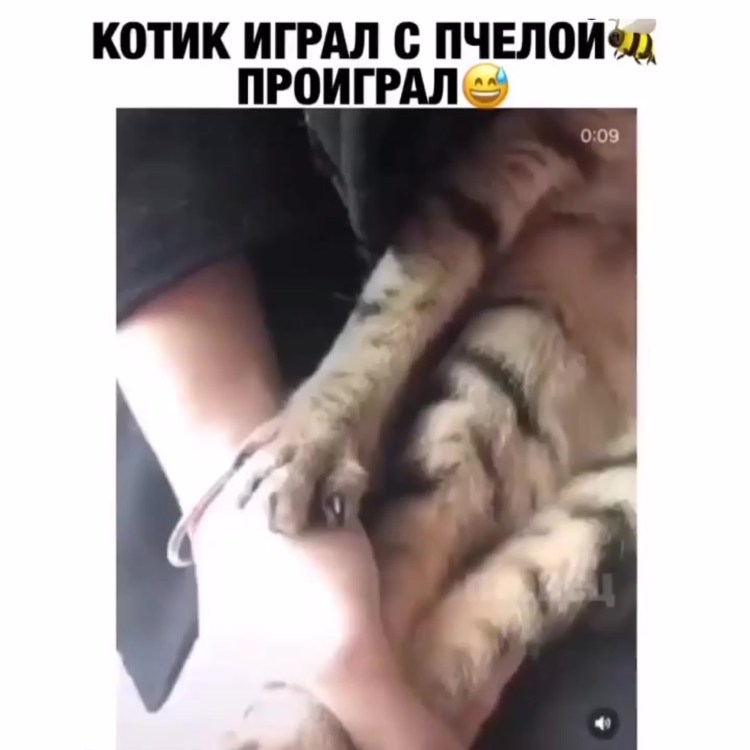 Собаку укусила пчела