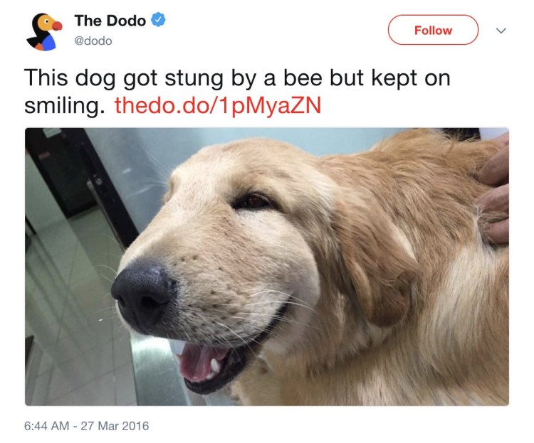 Ужаленная собака