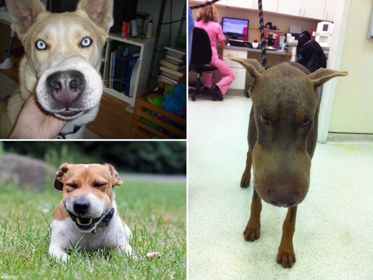 Таксу укусила Оса