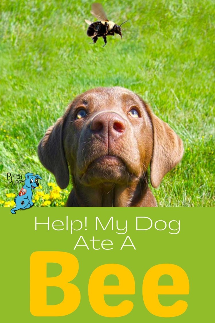 Собака кусает рисунок