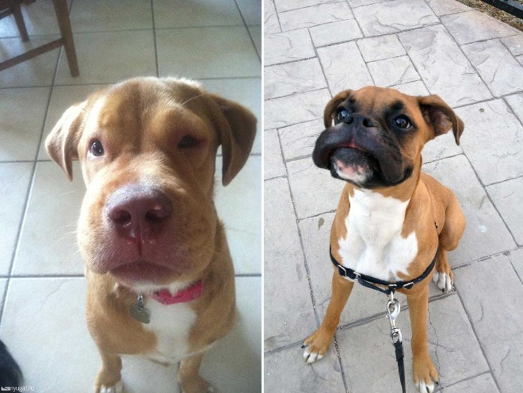 Собаку ужалила пчела