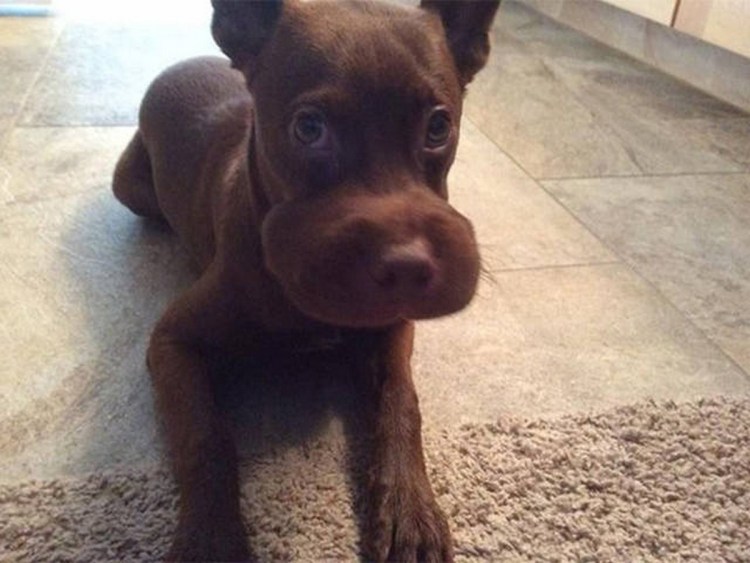 Помесь коровы и собаки