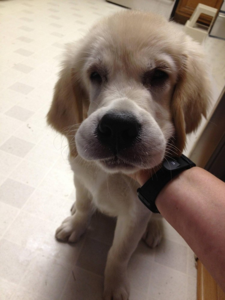 Собака которую укусила пчела Мем