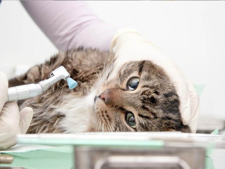 Плазмоцитарно-лимфоцитарный гингивит