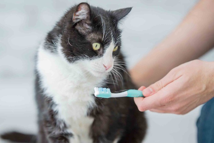 Кот с зубной щеткой