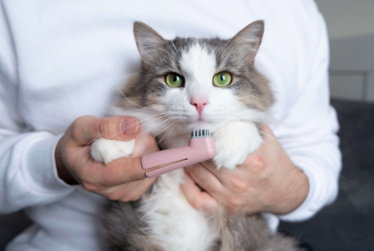 Кот с зубной щеткой