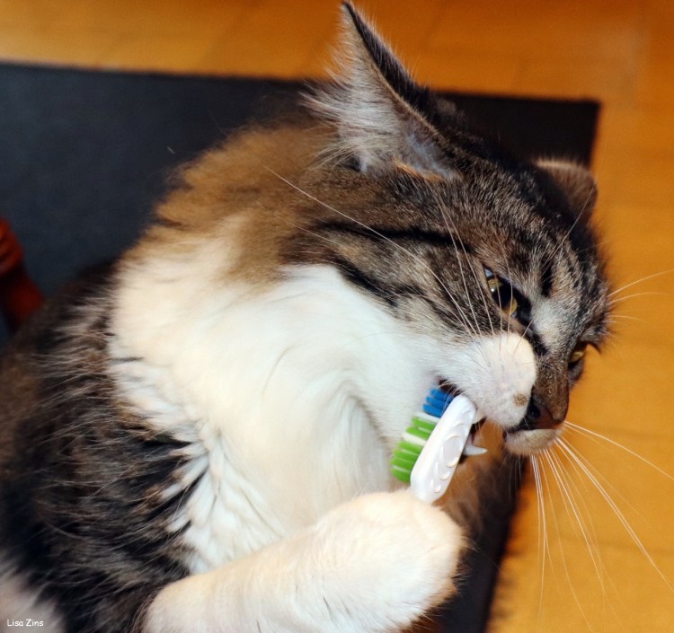 Кот с зубной щеткой