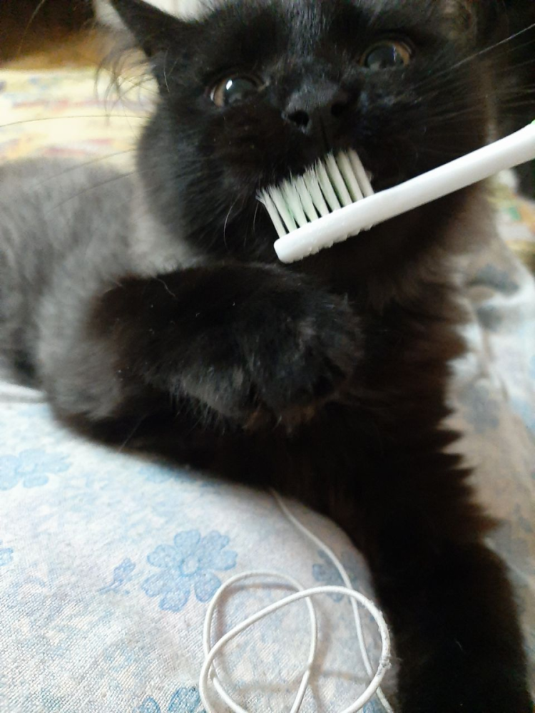 Чистим зубы стикер кот