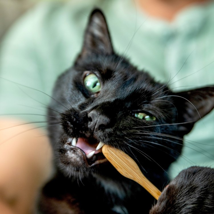 Стоматология животных