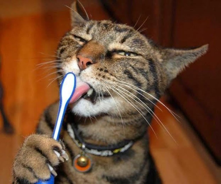 Котик чистит зубы