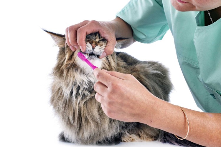 Ветеринарная стоматология собак