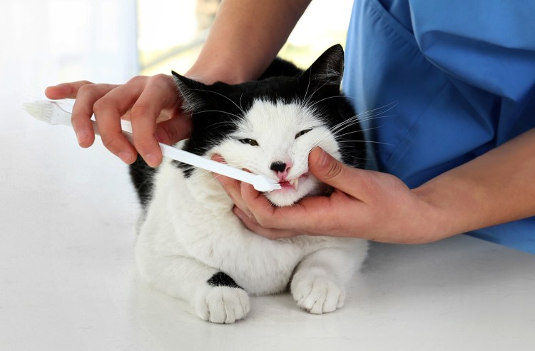 Гигиена кошек