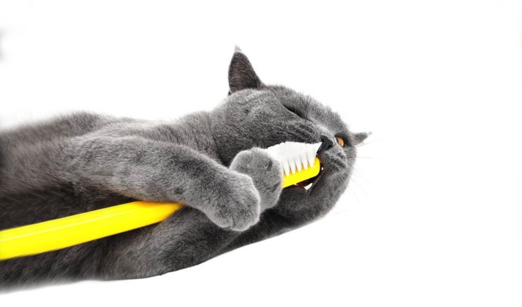 Чистка зубов коту ультразвук