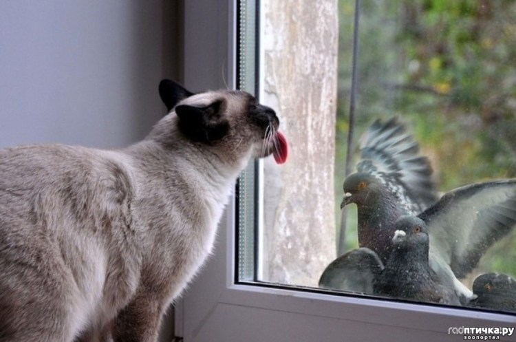 Животные заглядывают в окно