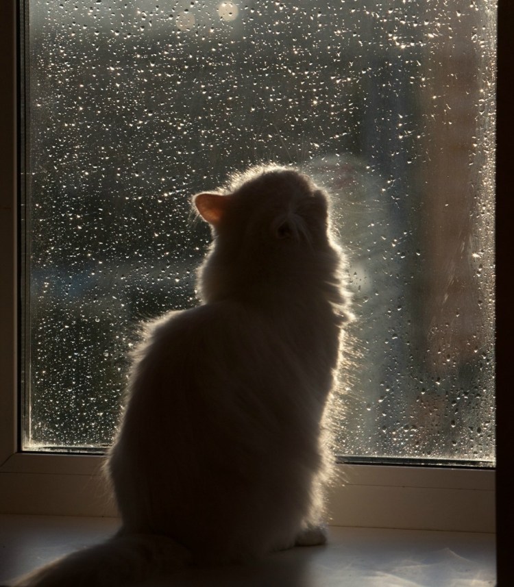 Кот грустит у окна