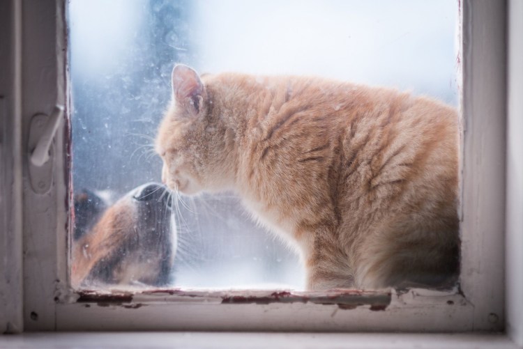 Кот окно дождь
