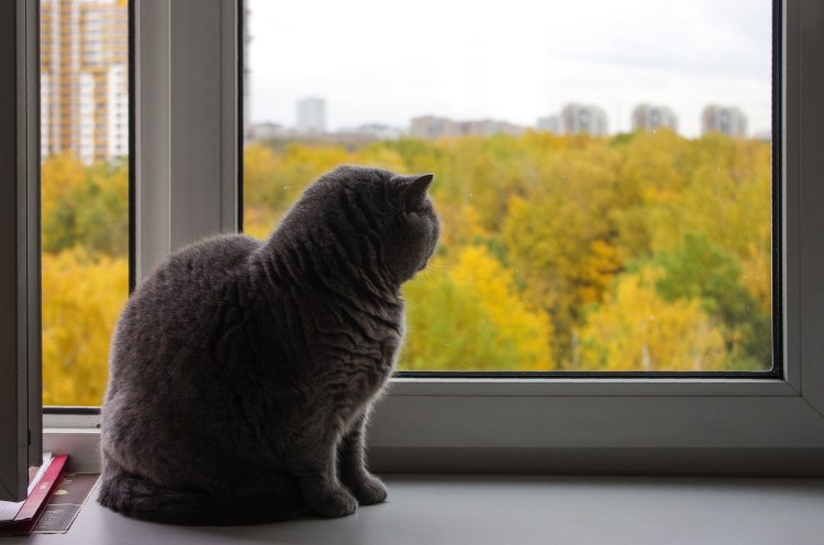 Котик на подоконнике