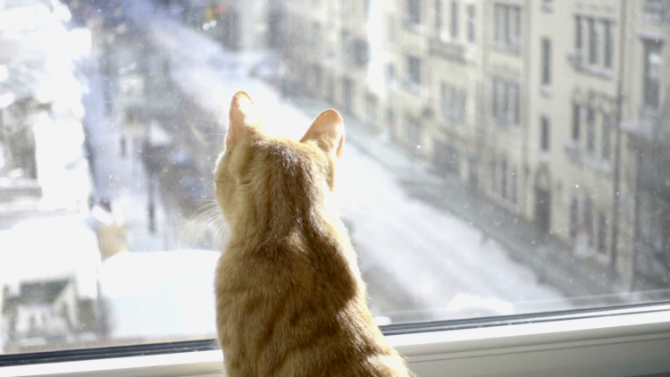 Минимализм кот на окне