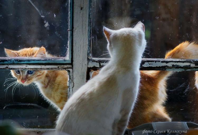 Кошка за окошком