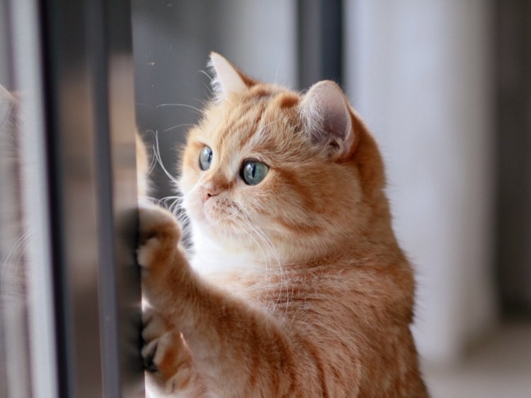 Рыжий котенок у окна