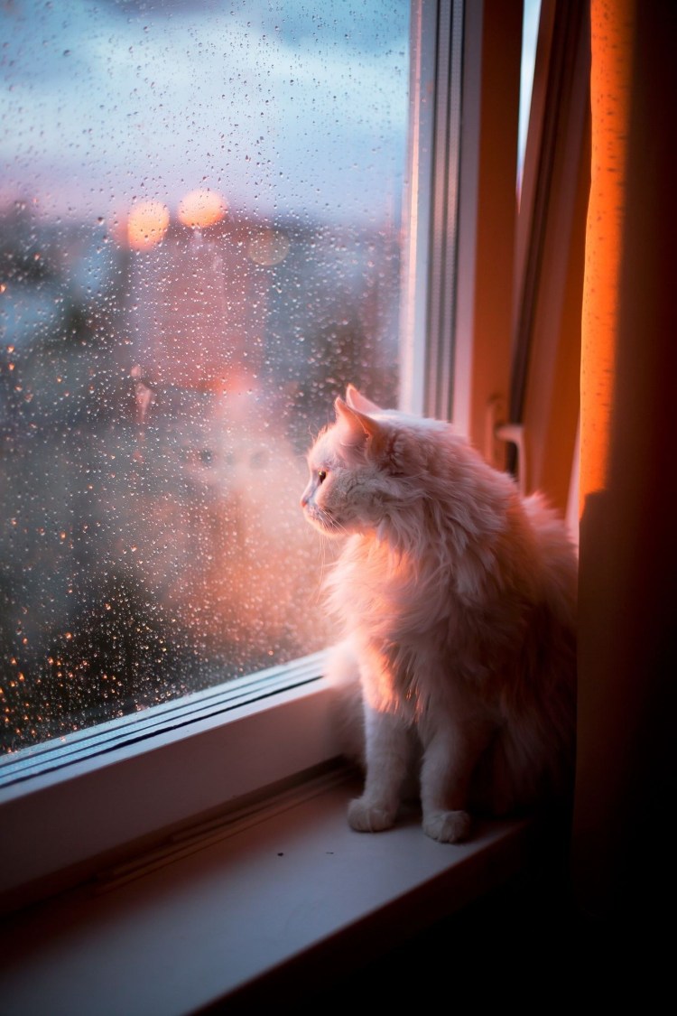 Кот на подоконнике